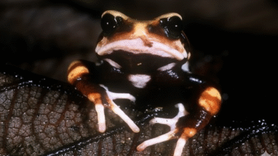 تم اكتشاف نوع جديد من الضفادع في تنزانيا يخالف قواعد علم الأحياء.