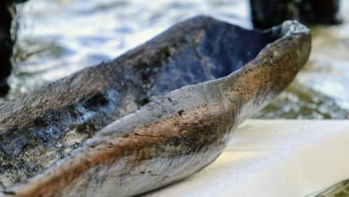 تم العثور على زوارق قديمة عمرها 5200 عام تحت بحيرة ويسكونسن