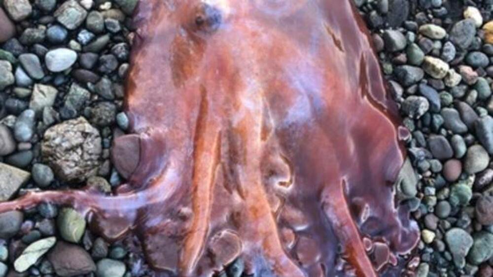 تم القبض على أخطبوط نادر جدًا بسبعة أذرع في السويد