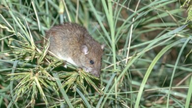 تم تدمير الغابات في جزيرة إيستر بواسطة الفئران وليس البشر