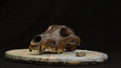 جماجم كلاب عمرها 11 ألف عام تعيد كتابة قصة التدجين