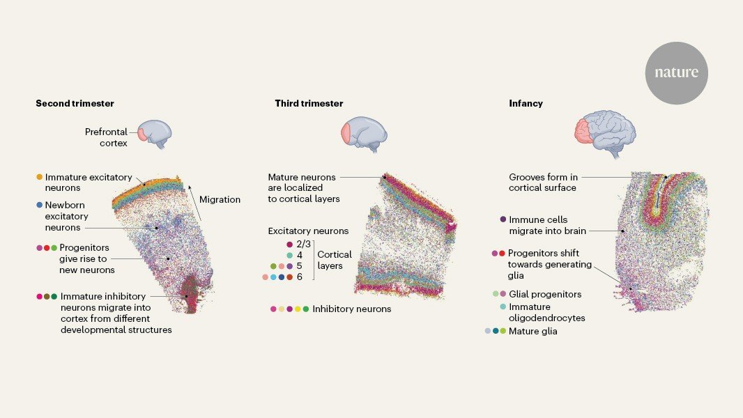 خرائط تطورية لتتبع الدماغ عند ظهور أنواع الخلايا خرائط تطورية لتتبع الدماغ عند ظهور أنواع الخلايا