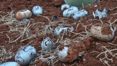 قنابل عنقودية محرّمة على الجنوب