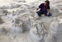 كشفت آثار أقدام قديمة أن كلابًا ضخمة كانت تسحق العظام طاردت “وحيد القرن بومبي” بعد ثوران بركان يلوستون قبل 12 مليون عام.