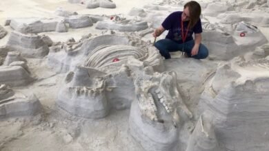 كشفت آثار أقدام قديمة أن كلابًا ضخمة كانت تسحق العظام طاردت “وحيد القرن بومبي” بعد ثوران بركان يلوستون قبل 12 مليون عام.