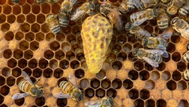 لقد اكتشف العلماء أخيرًا لماذا تطيح مستعمرات النحل بملكاتها