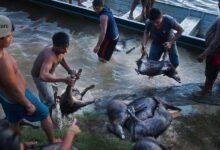 موازنة محصول اللحوم البرية في منطقة الأمازون