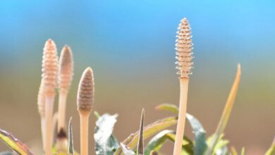 هذا من نيزك عالم مذهول بالمياه داخل مصنع عمره 400 مليون عام