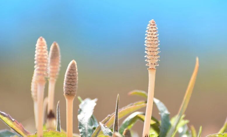 هذا من نيزك عالم مذهول بالمياه داخل مصنع عمره 400 مليون عام