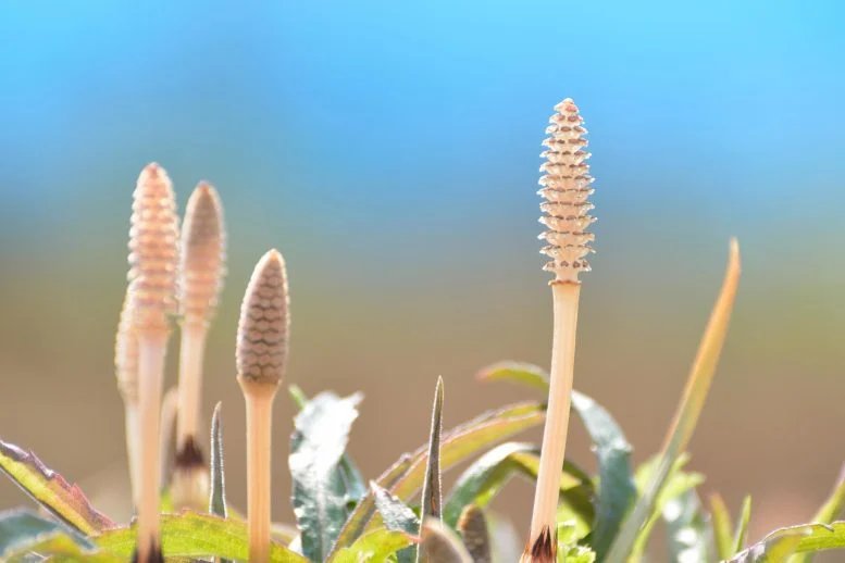 هذا من نيزك عالم مذهول بالمياه داخل مصنع عمره 400 مليون عام هذا من نيزك عالم مذهول بالمياه داخل مصنع عمره 400 مليون عام