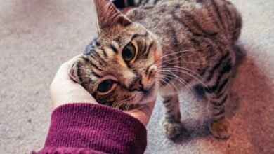 هل تستطيع التحدث بالقطط؟ يقوم العلماء بتطوير اختبار يكشف عن مدى فهمك لأصدقائنا من القطط