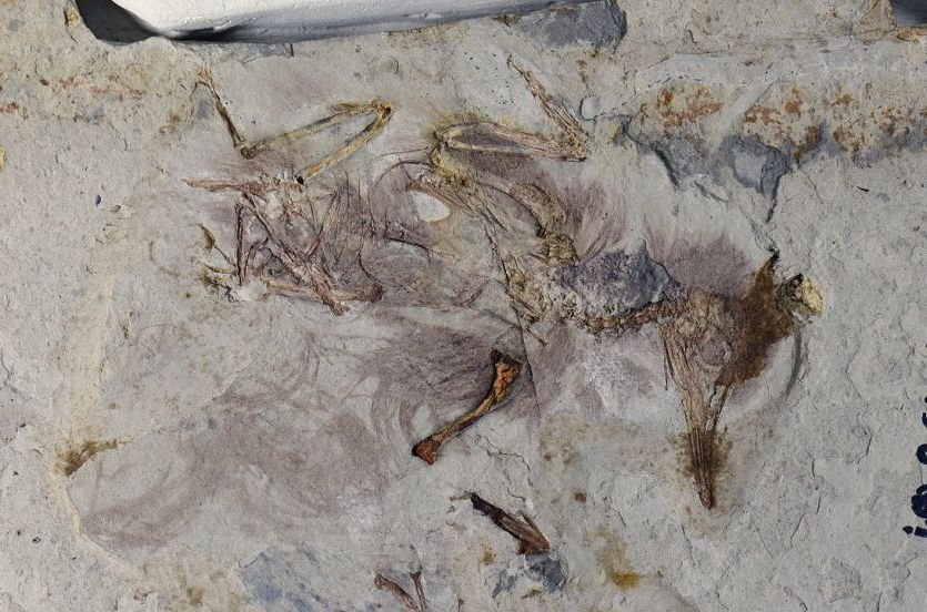 800 حجر في الحلق: اكتشاف غريب لطائر متحجر عمره 120 مليون سنة