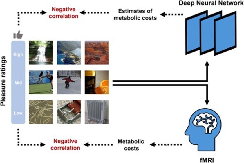 لماذا يسهل على الدماغ إدراك الصور الجميلة: بحث