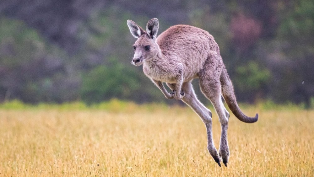 فيزياء الكنغر كشف سر القفز على كفاءة الطاقة