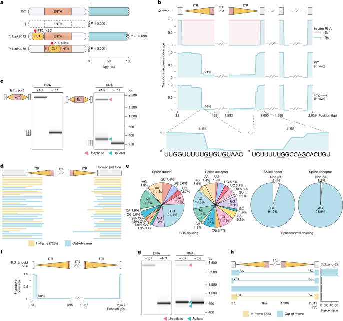 An RNA splicing system that excises DNA transposons from animal mRNAs