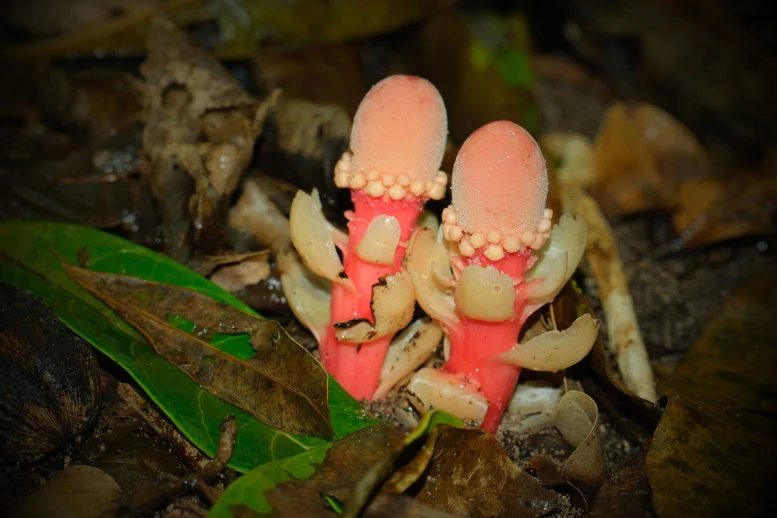 هذا الفطر ليس فطرًا على الإطلاق إنه أحد أغرب النباتات على وجه الأرض 1 Balanophora fungosa