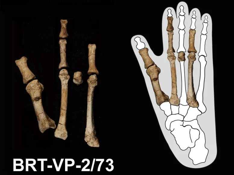 هذه القدم التي يبلغ عمرها 3.4 مليون سنة تغير قصة أصول الإنسان 3 Burtele Foot Fossil