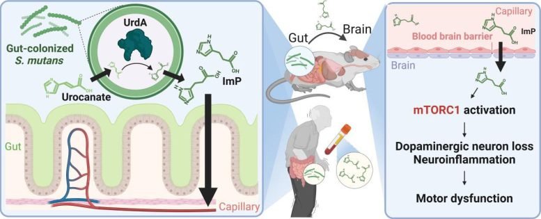 قد تنتقل البكتيريا السيئة عن طريق الفم إلى الدماغ وتؤدي إلى مرض باركنسون 2 Diagram of Oral Bacteria Driven Parkinsons Pathway