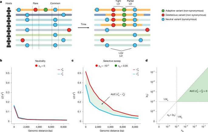 Genespecific selective sweeps are pervasive across human gut microbiomes