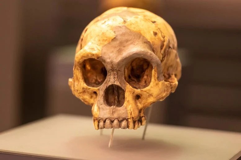 Homo floresiensis Skull Flores Man Hobbit
