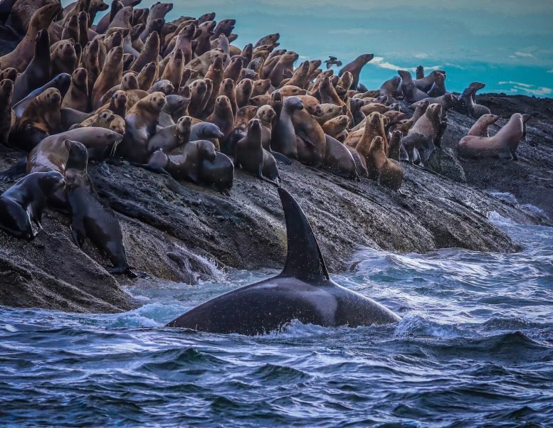 اكتشف العلماء انقسامًا خفيًا في الحيتان القاتلة في الساحل الغربي