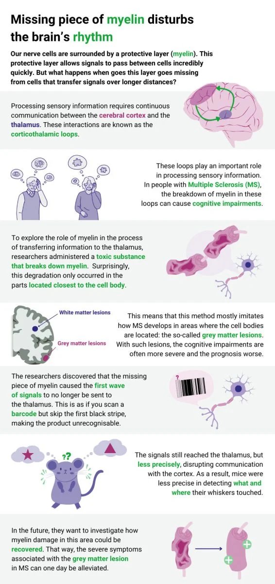اكتشف العلماء لماذا يمكن أن يؤدي فقدان قطعة صغيرة من عزل الدماغ إلى تعطيل التفكير 2 Missing Piece of Myelin Disturbs the Brains Rhythm