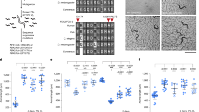 Mutations in mitochondrial ferredoxin FDX2 suppress frataxin deficiency