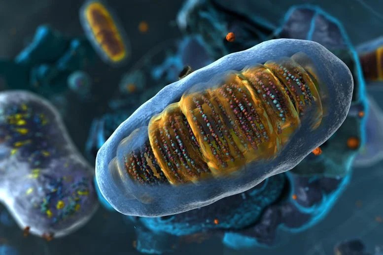 يُظهر الاختراق كيف تكتشف الخلايا الإجهاد قبل أن ينتشر الضرر