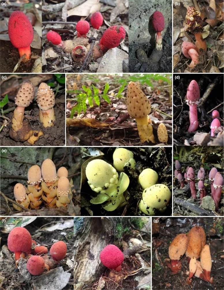 هذا الفطر ليس فطرًا على الإطلاق إنه أحد أغرب النباتات على وجه الأرض 3 Selection of the Sampled Balanophora Plants