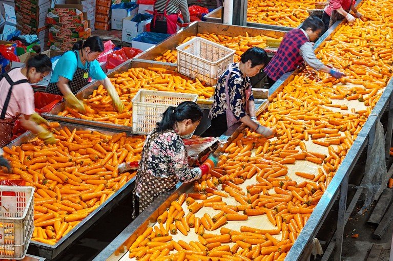 Food will be more affordable — if we double funds for agriculture research now 6 d41586 025 03970 0 51793272