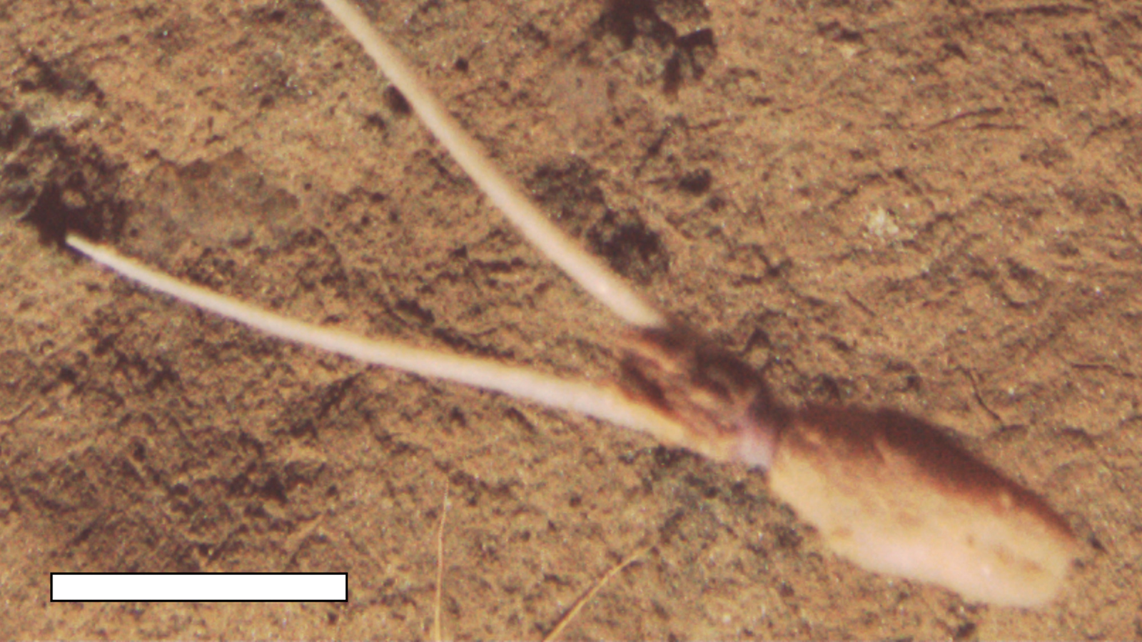 جديد جدًا ومحير جدًا رصد أنواع غير معروفة من الحبار وهي تدفن نفسها رأسًا على عقب متظاهرة بأنها نبات جديد جدًا ومحير جدًا رصد أنواع غير معروفة من الحبار وهي تدفن نفسها رأسًا على عقب متظاهرة بأنها نبات