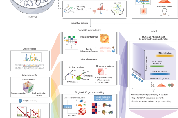 An integrated view of structure and function of human 4D nucleome