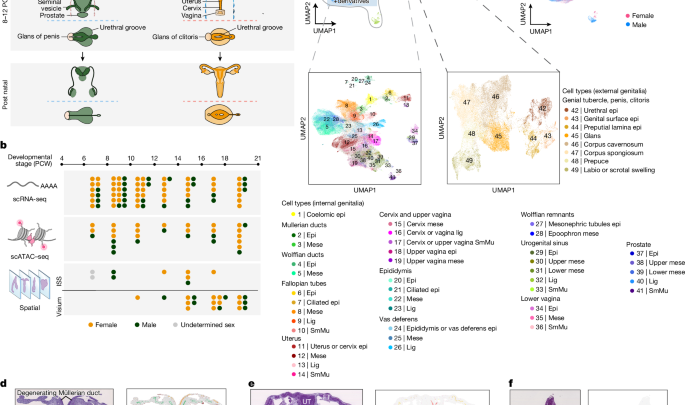 Spatiotemporal cellular map of developing human reproductive tract