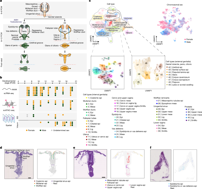 Spatiotemporal cellular map of developing human reproductive tract