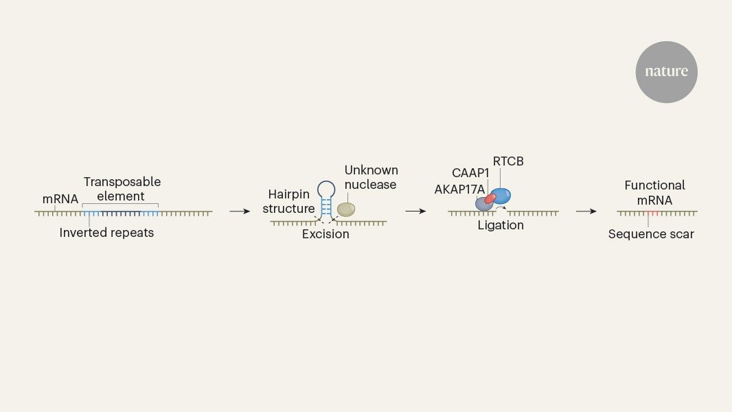 آلية معالجة الحمض النووي الريبي (RNA) تنقذ الجينات من الحمض النووي الغازي آلية معالجة الحمض النووي الريبي (RNA) تنقذ الجينات من الحمض النووي الغازي