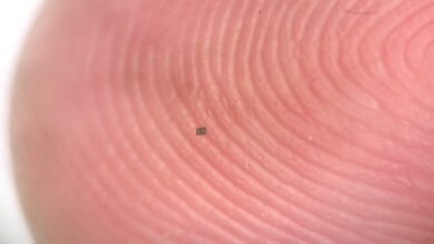 ابتكر المهندسون الحيويون أصغر روبوتات مستقلة في العالم ابتكر المهندسون الحيويون أصغر روبوتات مستقلة في العالم