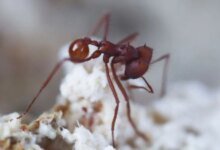 اكتشف العلماء أن الفطريات المرتبطة بالنمل هي أكثر بكثير من مجرد شريرة