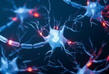 اكتشف العلماء لماذا يمكن أن يؤدي فقدان قطعة صغيرة من عزل الدماغ إلى تعطيل التفكير