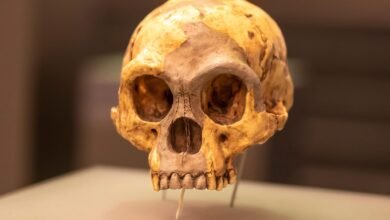 التحول المناخي القديم المرتبط بالانقراض الغامض لبشر الهوبيت الحقيقيين