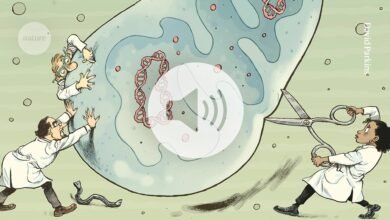 تسبب الميتوكوندريا المعيبة أمراضًا مميتة، وإصلاحها على وشك أن يصبح أسهل كثيرًا