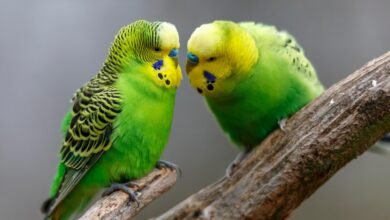 تكشف الببغاوات عن قاعدة مدهشة لتكوين صداقات