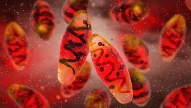 خروف عمره 4000 عام ساعد في حل أحد أكثر ألغاز التاريخ فتكًا