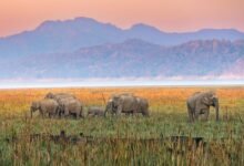 قصائد عمرها 750 عامًا تكشف أن السافانا في الهند أقدم بكثير مما كنا نظن