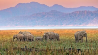 قصائد عمرها 750 عامًا تكشف أن السافانا في الهند أقدم بكثير مما كنا نظن