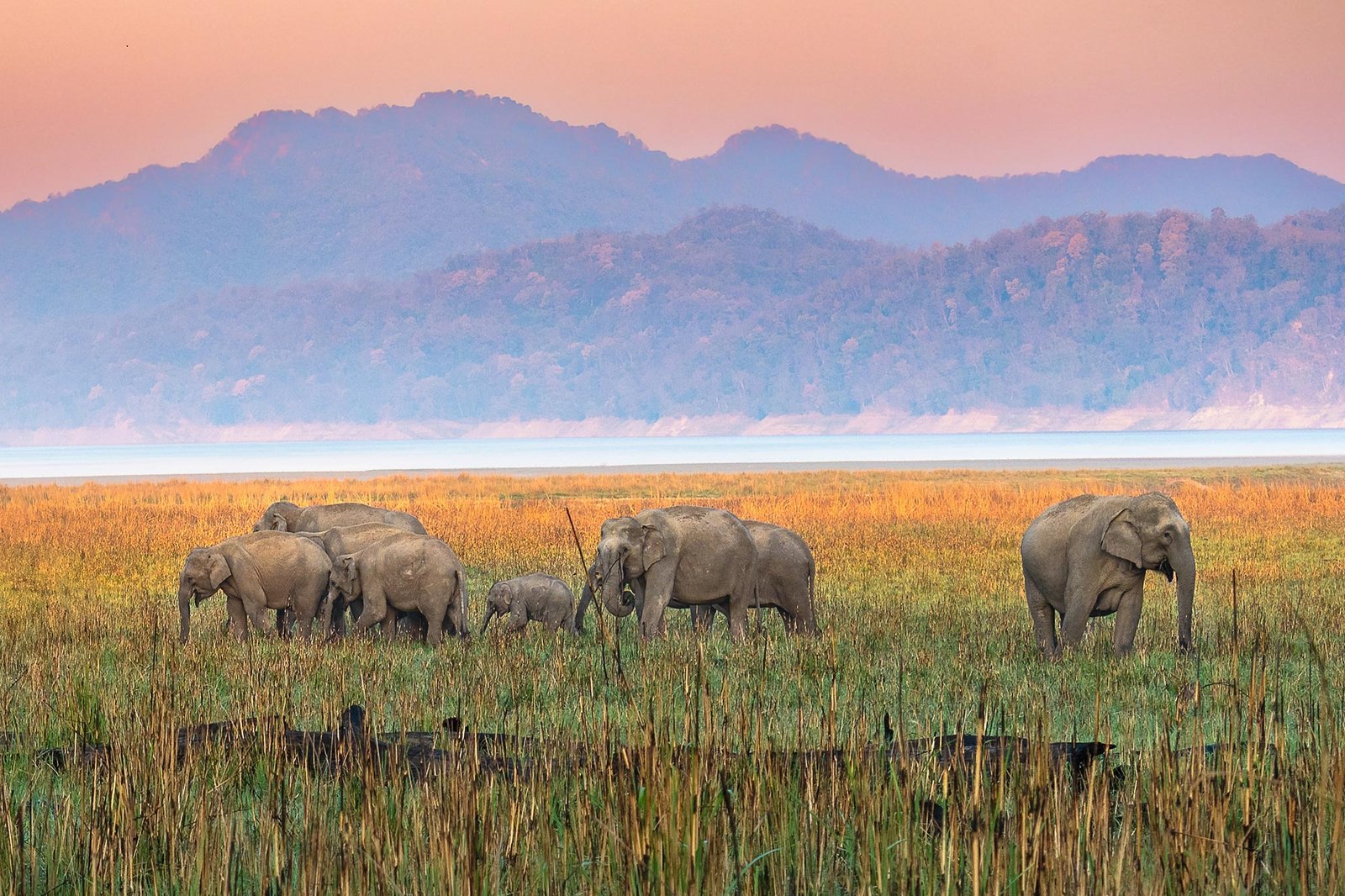 قصائد عمرها 750 عامًا تكشف أن السافانا في الهند أقدم بكثير مما كنا نظن
