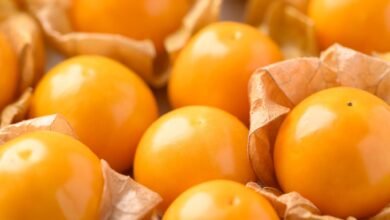 كريسبر يحول الفاكهة غير المعروفة إلى فرصة زراعية كبيرة