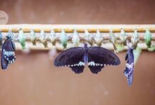 ما يكشفه التحول عن العلم وأنفسنا