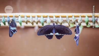 ما يكشفه التحول عن العلم وأنفسنا