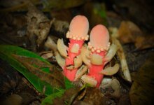 هذا الفطر ليس فطرًا على الإطلاق إنه أحد أغرب النباتات على وجه الأرض