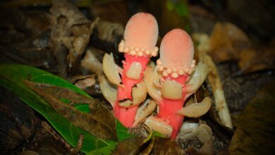 هذا الفطر ليس فطرًا على الإطلاق إنه أحد أغرب النباتات على وجه الأرض هذا الفطر ليس فطرًا على الإطلاق إنه أحد أغرب النباتات على وجه الأرض